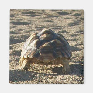 サルカタ、アフリカ産のカメ、砂の歩く マグネット