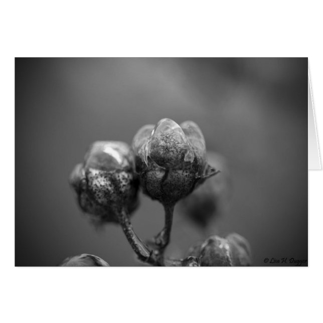 サルスベリ、ヒャクジツコウ凍らされたカード (正面横)