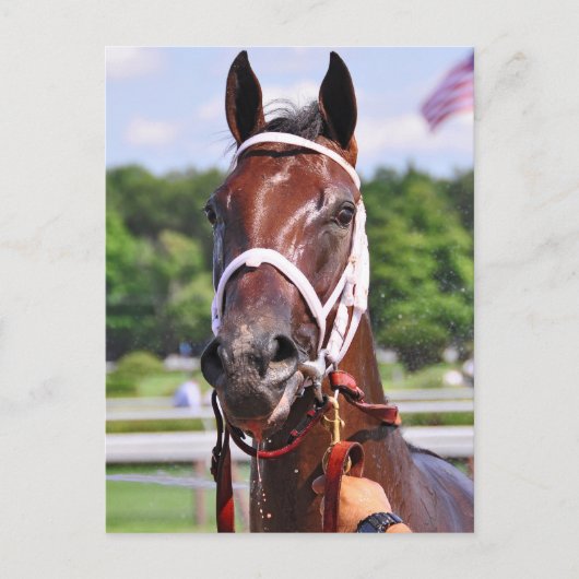 サルダ、2歳の親孝行コンガリー ポストカード (正面)