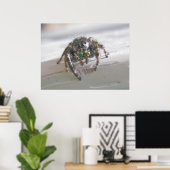 サルティシドジャンピングスパイダーポスター ポスター (ホームオフィス)