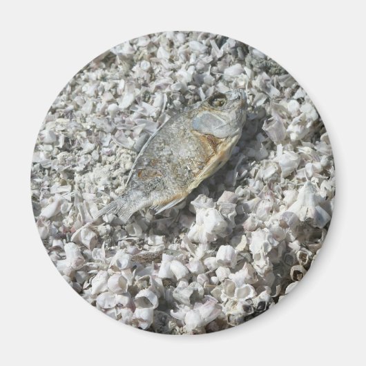 サルトン海 マグネット (正面)