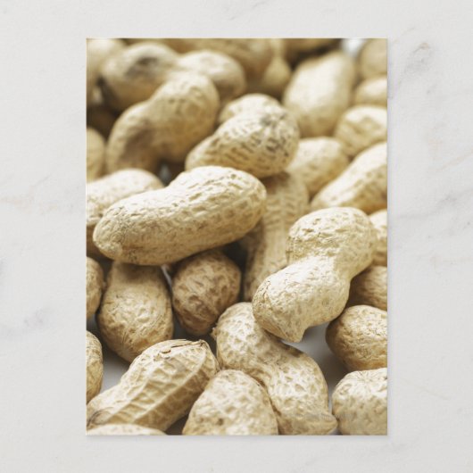 サルナッツ ポストカード (正面)