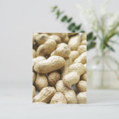 サルナッツ ポストカード (スタンド正面)