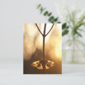 サルニアパヴォニア ポストカード (スタンド正面)