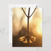 サルニアパヴォニア ポストカード (正面/裏面)