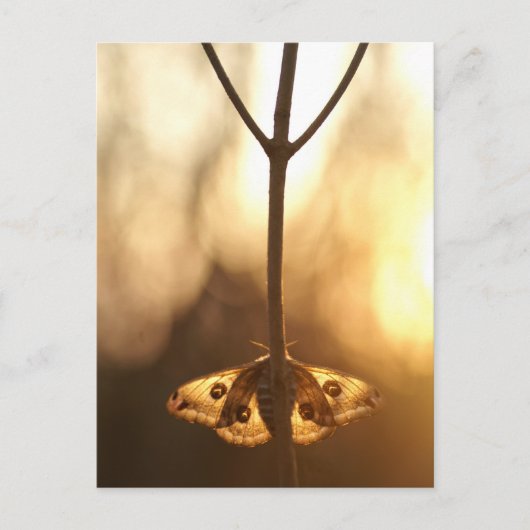 サルニアパヴォニア ポストカード (正面)