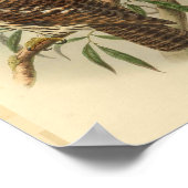 サルバドリのホークフクロウ鳥色ヴィンテージプリント ポスター (角)