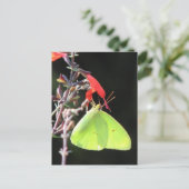 サルビアはがき上の硫黄 ポストカード (スタンド正面)