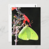 サルビアはがき上の硫黄 ポストカード (正面/裏面)