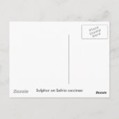 サルビアはがき上の硫黄 ポストカード (裏面)