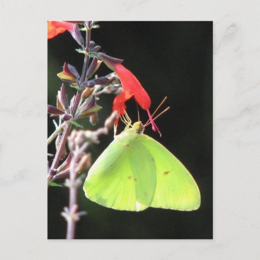 サルビアはがき上の硫黄 ポストカード (正面)