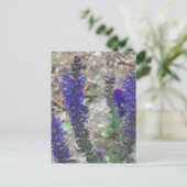 サルビアファースト開花 ポストカード (スタンド正面)