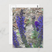 サルビアファースト開花 ポストカード (正面/裏面)