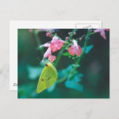 サルビアポストカードの硫黄 ポストカード (正面/裏面)