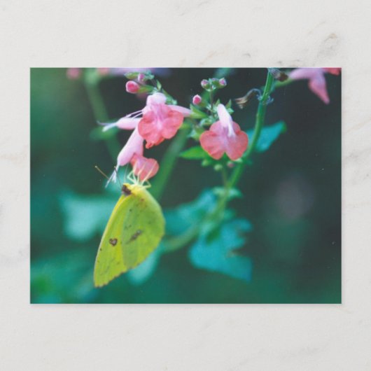 サルビアポストカードの硫黄 ポストカード (正面)