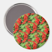 サルビア… マグネット (正面/裏面)