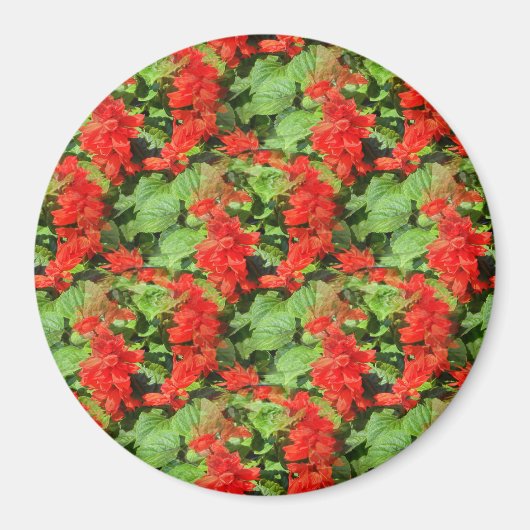 サルビア… マグネット (正面)