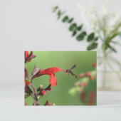 サルビア&先住民ビーはがき ポストカード (スタンド正面)