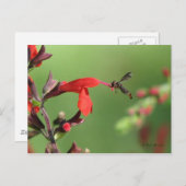 サルビア&先住民ビーはがき ポストカード (正面/裏面)