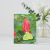 サルファ・タークス・キャップ・ポストカード ポストカード (スタンド正面)