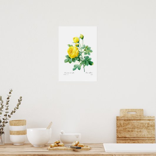 サルフレア ポスター (キッチン)