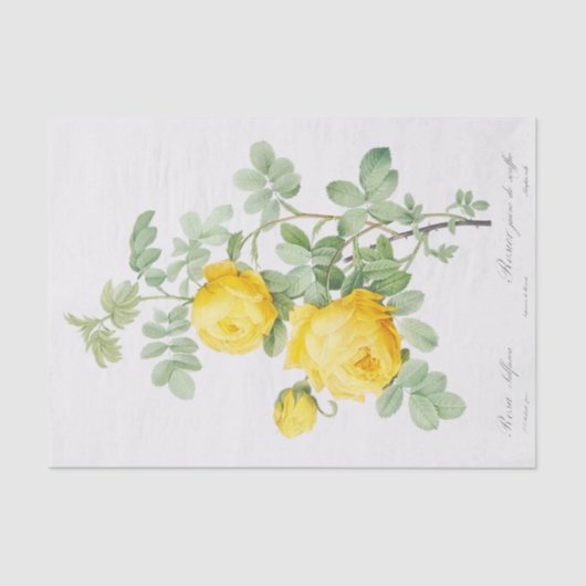 サルフレア 薄葉紙 (正面)