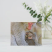 サル母体つながり ポストカード (スタンド正面)