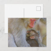 サル母体つながり ポストカード (正面/裏面)