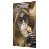 サル登山ツリー写真 クリップボード (左)