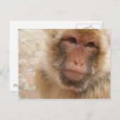 サル顔はがき ポストカード (正面/裏面)