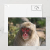 サル顔 ポストカード (正面/裏面)