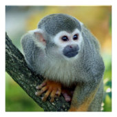 サル004 ポスター (正面)