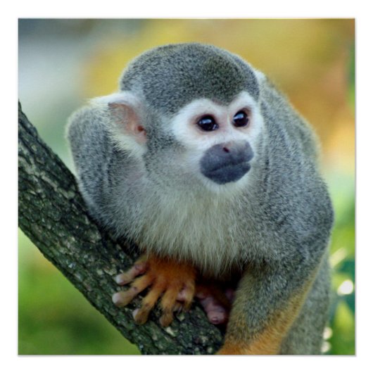 サル004 ポスター (正面)