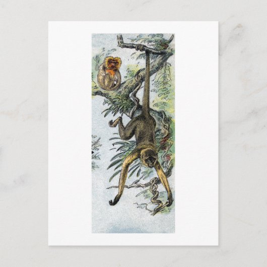 サル – スパイダーとタマリン ポストカード (正面)