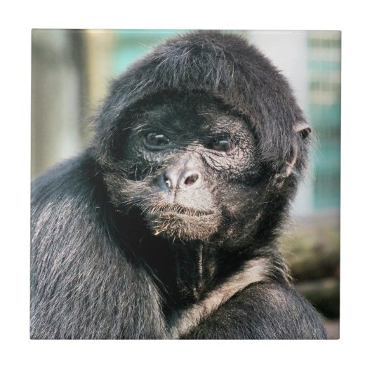 サル タイル (正面)