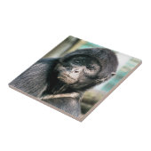 サル タイル (側面)