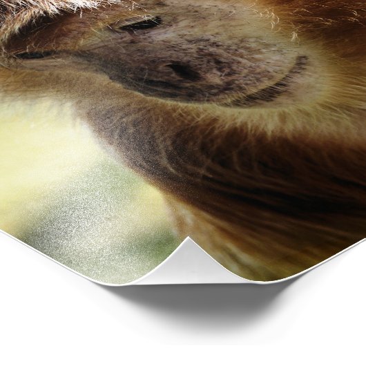 サル フォトプリント            (角)