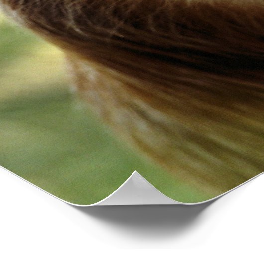 サル ポスター (角)