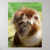 サル ポスター (正面)