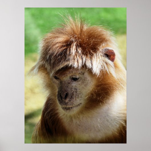 サル ポスター (正面)