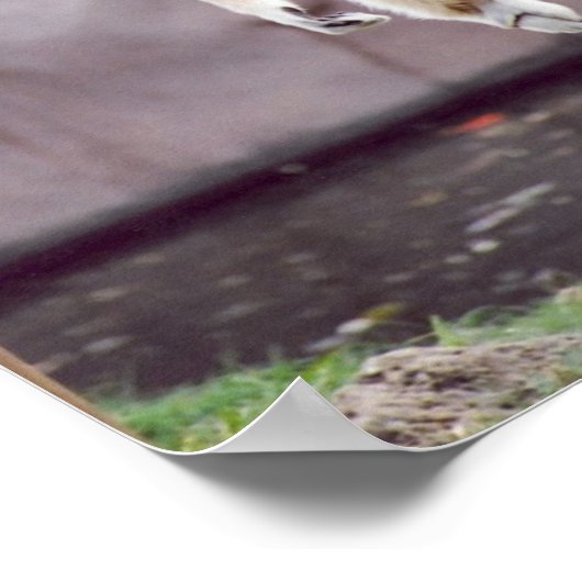 サル ポスター (角)