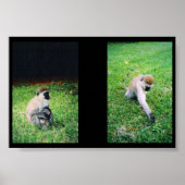 サル ポスター (正面)