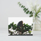 サル ポストカード (スタンド正面)