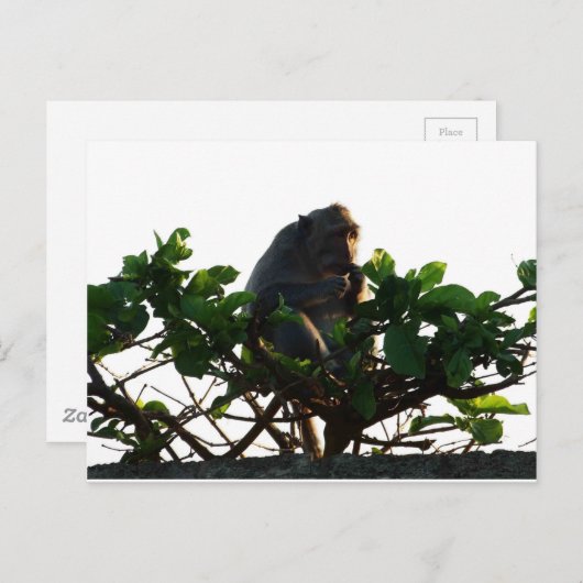 サル ポストカード (正面/裏面)