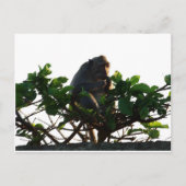 サル ポストカード (正面)