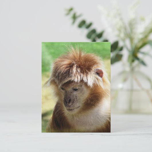 サル ポストカード (スタンド正面)