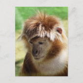 サル ポストカード (正面)