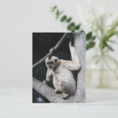 サル ポストカード (スタンド正面)