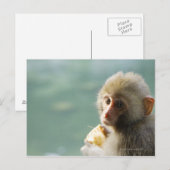サル ポストカード (正面/裏面)