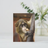 サル ポストカード (スタンド正面)